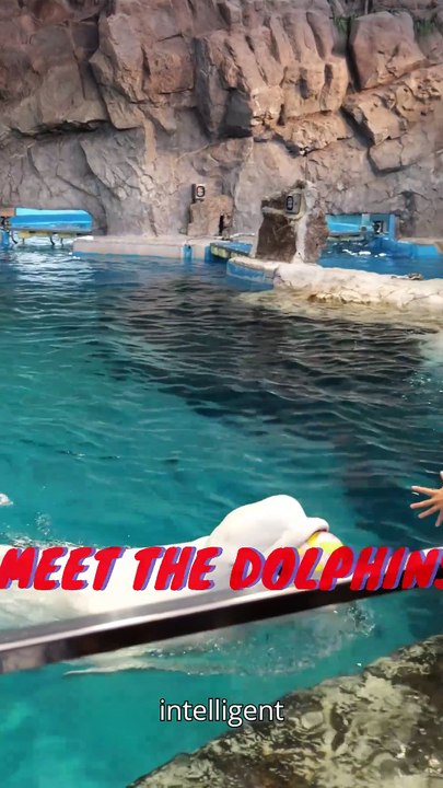 Majestic Dolphins: The Intelligent and Graceful Creatures of the Ocean | Stunning Dolphin Video