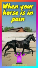 Horse in Pain? 🚨 Signs & Treatment You NEED to Know!