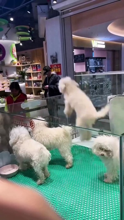 A happy little dog