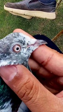 Subscribe Our YouTube Channel For Complete Videos youtube.com/@PakistanPigeonAssociation #pakistanpigeonassociationofficial