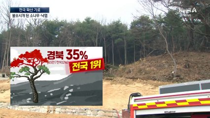 소나무 속 인화물질이 불쏘시개 역할