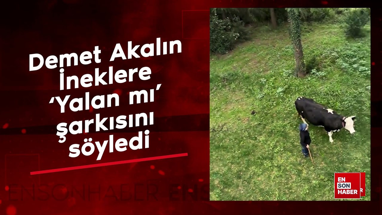 Demet Akalın İneklere ‘Yalan mı’ şarkısını söyledi