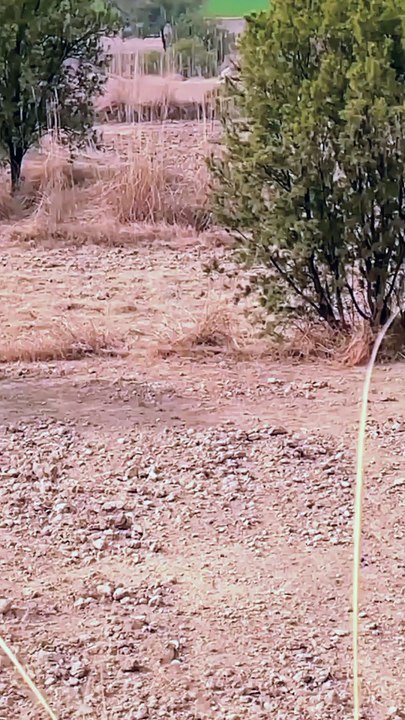 Jackal hunting