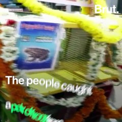 Humans Host Frog Wedding To Attract Rain Gods