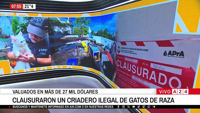 🚨 CLAUSURARON UN CRIADERO ILEGAL DE GATOS DE RAZA EN CABA