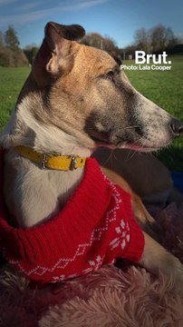 This Two-Legged Dog Went From Haryana To London