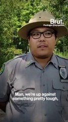 Why these beautiful spotted lanternflies must die