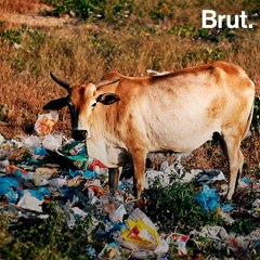 Are Goa’s Cows Turning Non-Vegetarian?