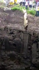 A Brave Forest Officer Rescued This Crocodile