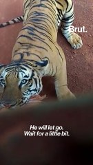 A Tiger Roadblock At Raipur Safari