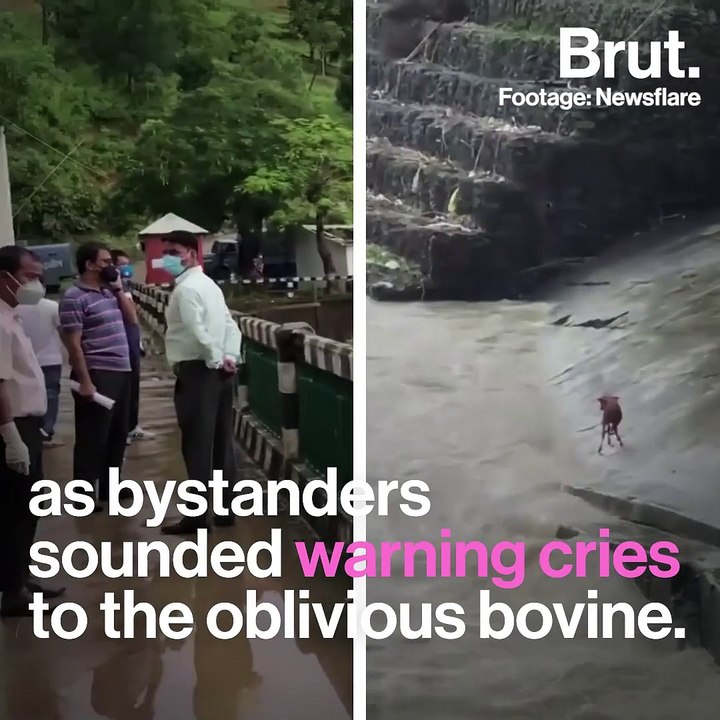 Video Captures Dramatic Rescue Of Drowning Calf