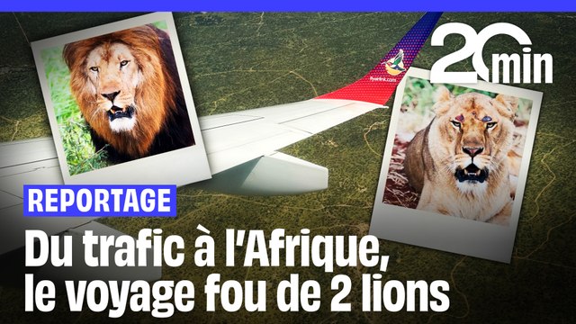 Ysis et Yoda : Du trafic d'animaux à l'Afrique du Sud dans une réserve naturelle