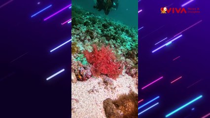 Langka! Hiu Putih Terekam Penyelam di Perairan Nusa Penida