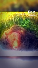 'Fat Bear Week' celebrates the best of the bears