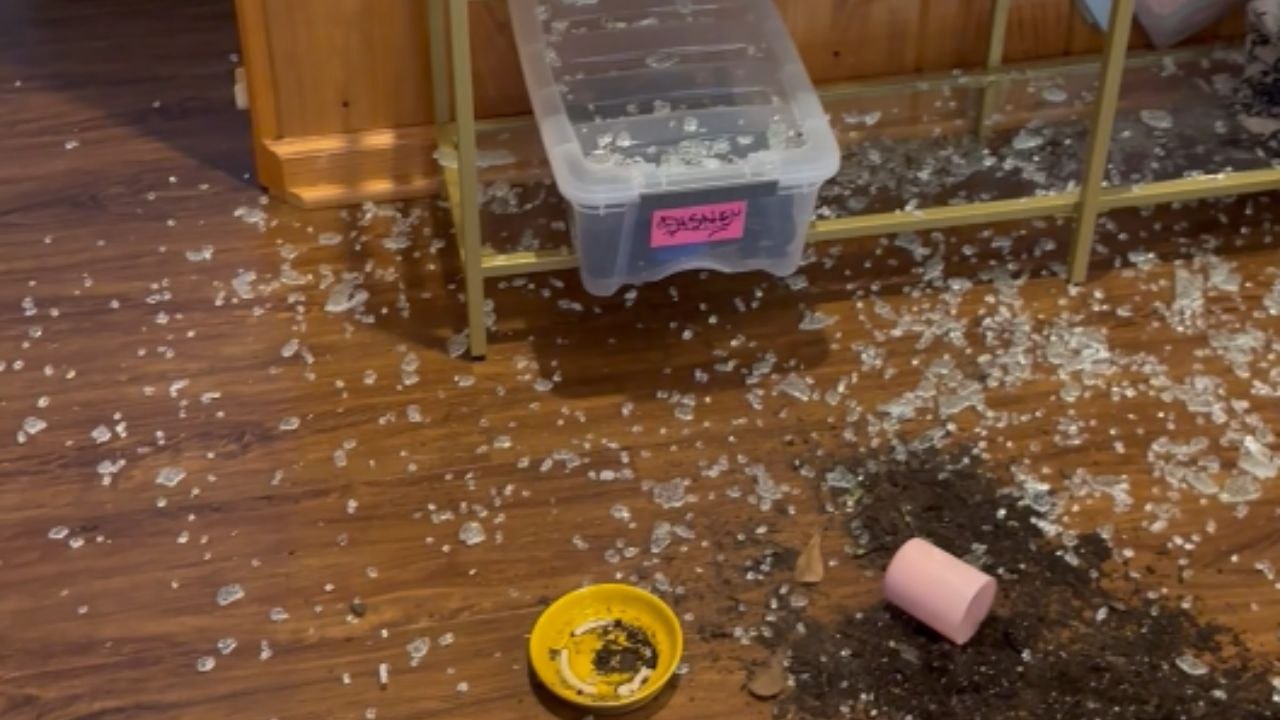 Cat camera catches a glass sofa table exploding for no clear reason