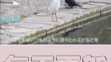 搞笑動物系列第280-烏鴉：我虛心向你學習，你這白你這白鷺怎麼這子