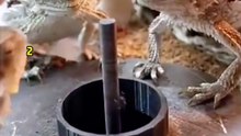 搞笑動物系列第281集-三隻蜥蜴吃螞蟻，挨餓終是我自己!