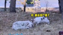 搞笑動物系列第283集-狗：這隻貓神神鬼鬼的