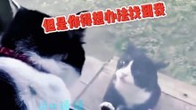 搞笑動物系列第287集-两只猫咪隔着窗户吵架，像极了我的生活!