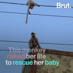 Monkey Risks Life To Rescue Her Baby