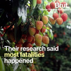 Muzaffarpur Litchis Under AES Cloud