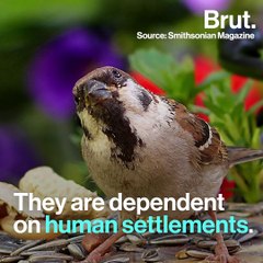 What If All The Sparrows Disappeared?