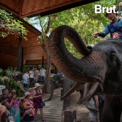 The Plight Of Elephants In Thailand