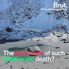 A Pristine Hiking Trail In Uttarakhand Comes With Unexpected Company