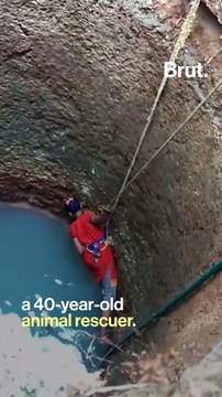 Woman Pulls Off Dramatic Rescue Of Drowning Dog