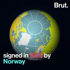 What's Actually Happening To Polar Bears Will Surprise You. Really.