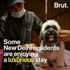 Delhi's Pampered Posh Pooches Escape Pollution