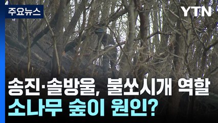 우거진 소나무 숲이 원인?..."송진·솔방울이 불쏘시개 역할" / YTN
