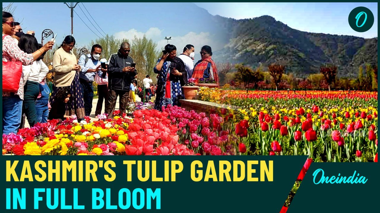Asia’s Largest Tulip Garden Opens in Kashmir: A Must-Visit Floral Wonderland!