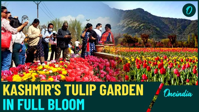 Asia’s Largest Tulip Garden Opens in Kashmir: A Must-Visit Floral Wonderland!