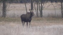 Person Spots Female Moose Emerging Into Forest Meadow
