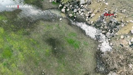 Bursa Ovası'nın besleyen barajda toplu balık ölümü