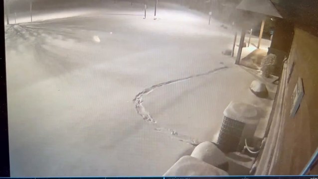 Otters named Louie and Ophelia escape from Wisconsin zoo