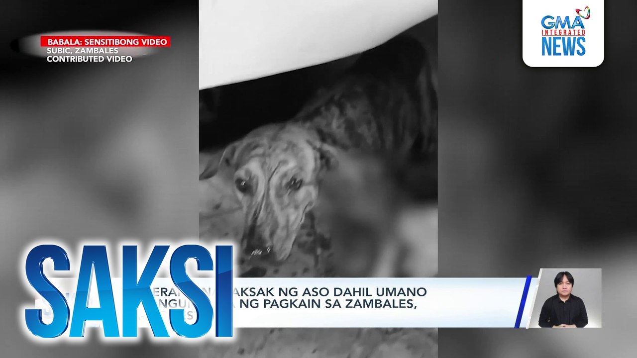 Tinderang nanaksak ng aso dahil umano sa pangunguha ng pagkain sa Zambales, na-inquest na | Saksi