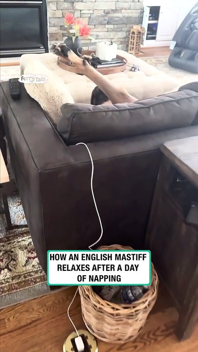 Lach dich schlapp mit Lustige Pfoten Ч. 14