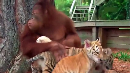 An orangutan plays with tiger cubs