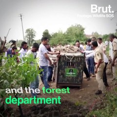 Leopard Saved From Drowning In Maharashtra