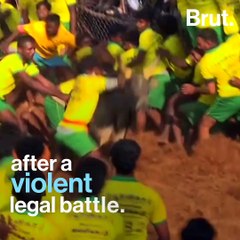 Should India Ban Jallikattu?