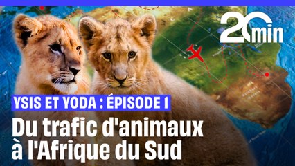 L'histoire fascinante d’Ysis et Yoda - Épisode 1