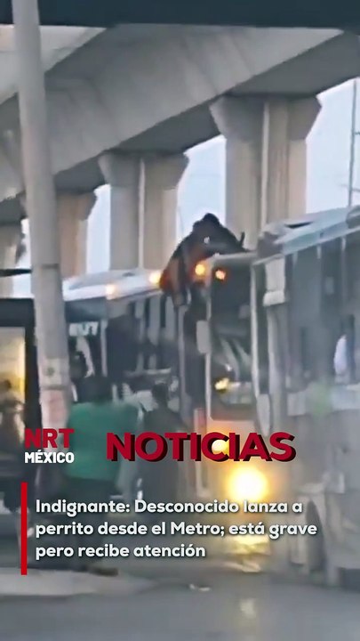 Un perrito fue cruelmente arrojado desde el Metro en Monterrey y cayó sobre el techo de un camión. Fue rescatado con graves lesiones y ya recibe atención veterinaria.