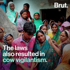 Stray Cattles Attack Residents, Motorists