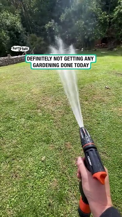 Lach dich schlapp mit Lustige Pfoten Ч. 15