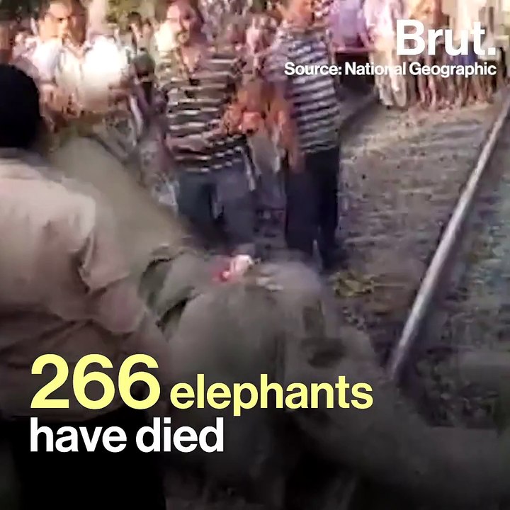 It’s “Bee” Or Not-To-Be For Elephants In India