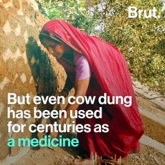 Holy Cow (Dung), It's On A Car!