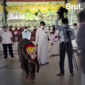 Elephant Baby Regales Temple With Endearing Antics