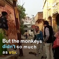 Man Saves Monkeys In The Nick Of Time